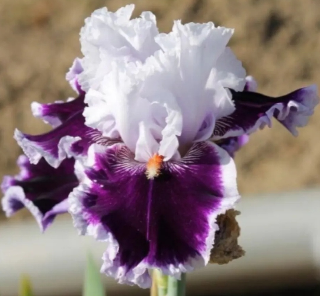 Фото из рекламы Вайлдберриз