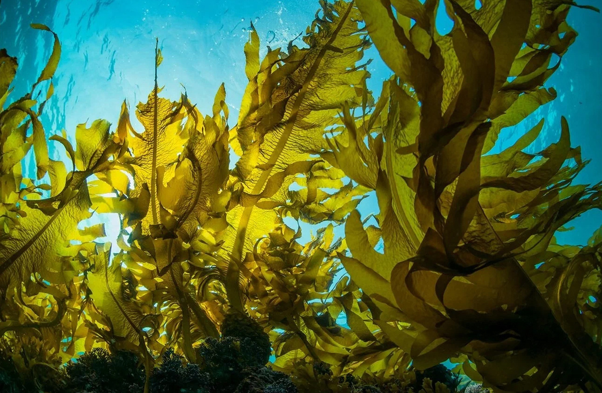 Водоросли рода Laminaria