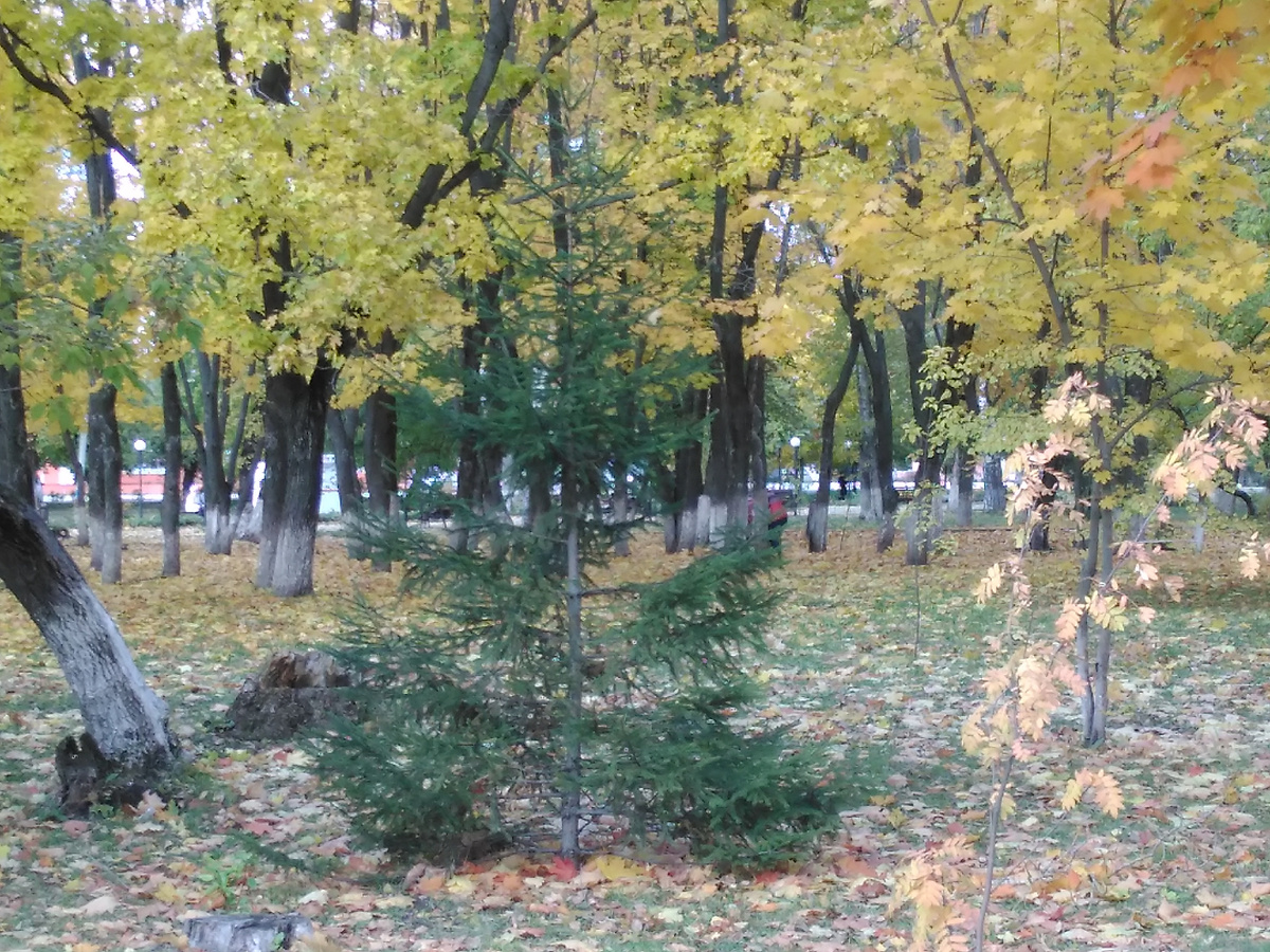 фото автора . В парке