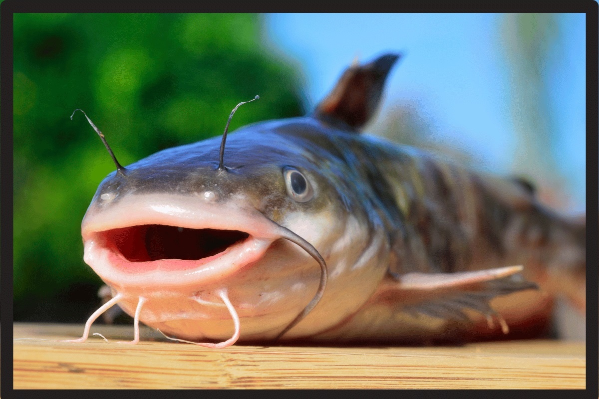 Фото с сайта: https://fishingvista.com/best-catfishing-gear/