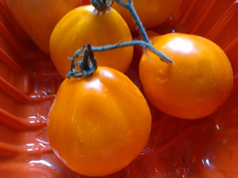 Урожай 2025 года томатов  «Труфельдино»