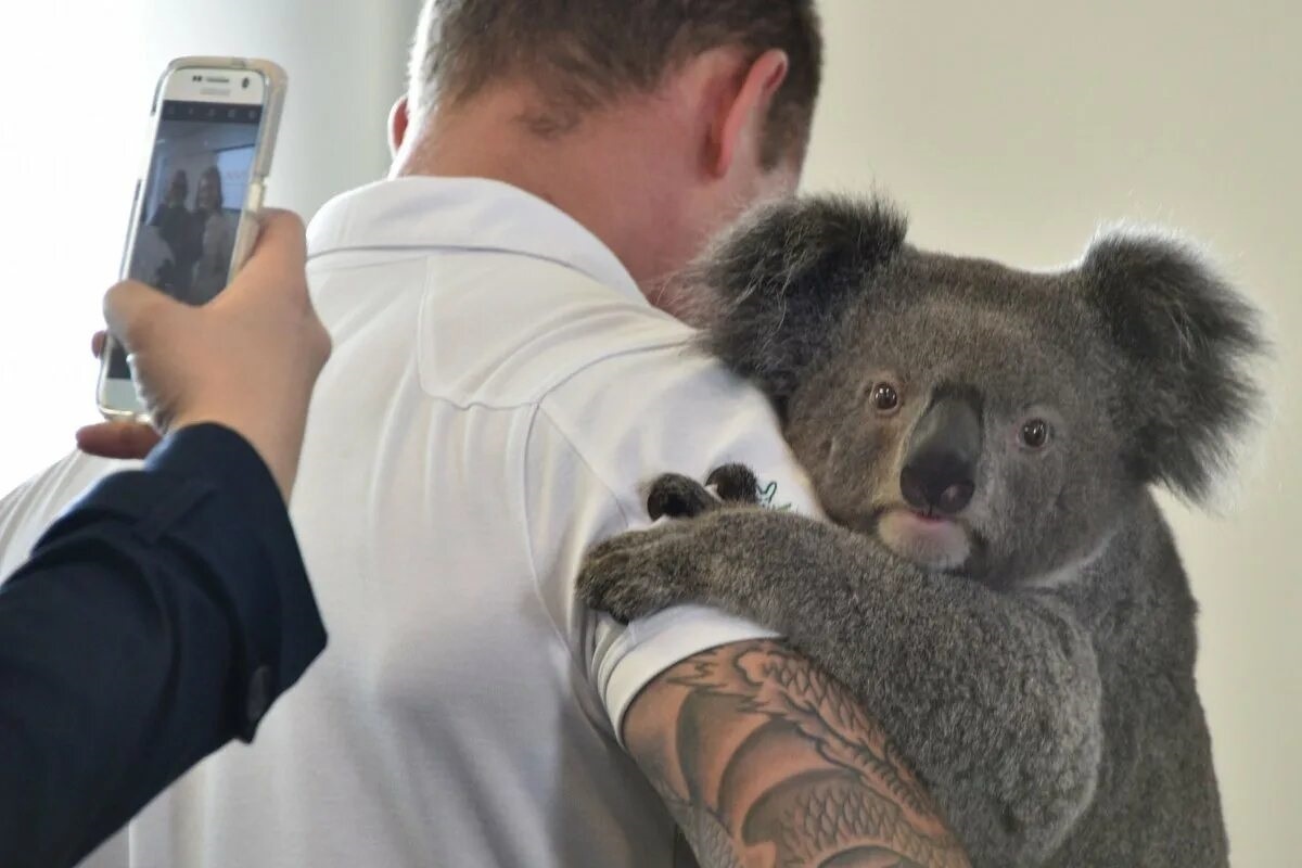 Фото с сайта: https://turist.delfi.ee/artikkel/88601019/foto-i-video-v-rezultate-lesnyh-pozharov-v-avstralii-pogibli-bolee-1-mlrd-zhivotnyh?
