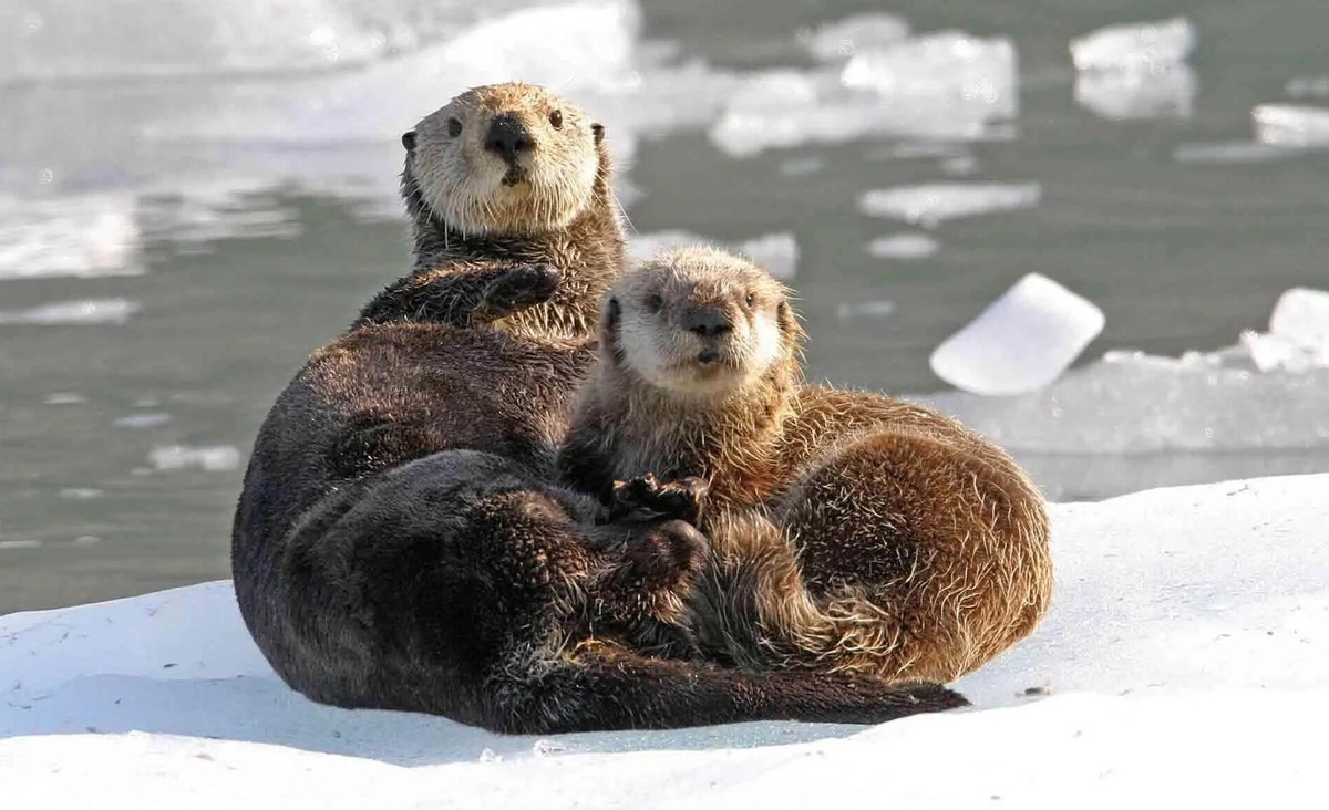 Величина мозга и подвижность конечностей позволяют калану демонстрировать удивительные способности. Источник фото - https://gog.su/H4Yq