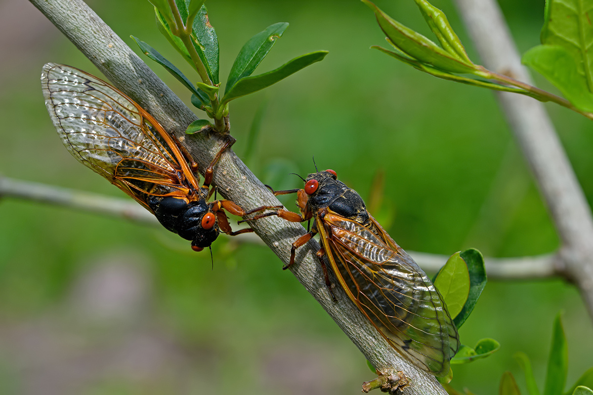 Фото с сайта: https://www.industrialnetting.com/blog/the-cicadas-are-coming/
