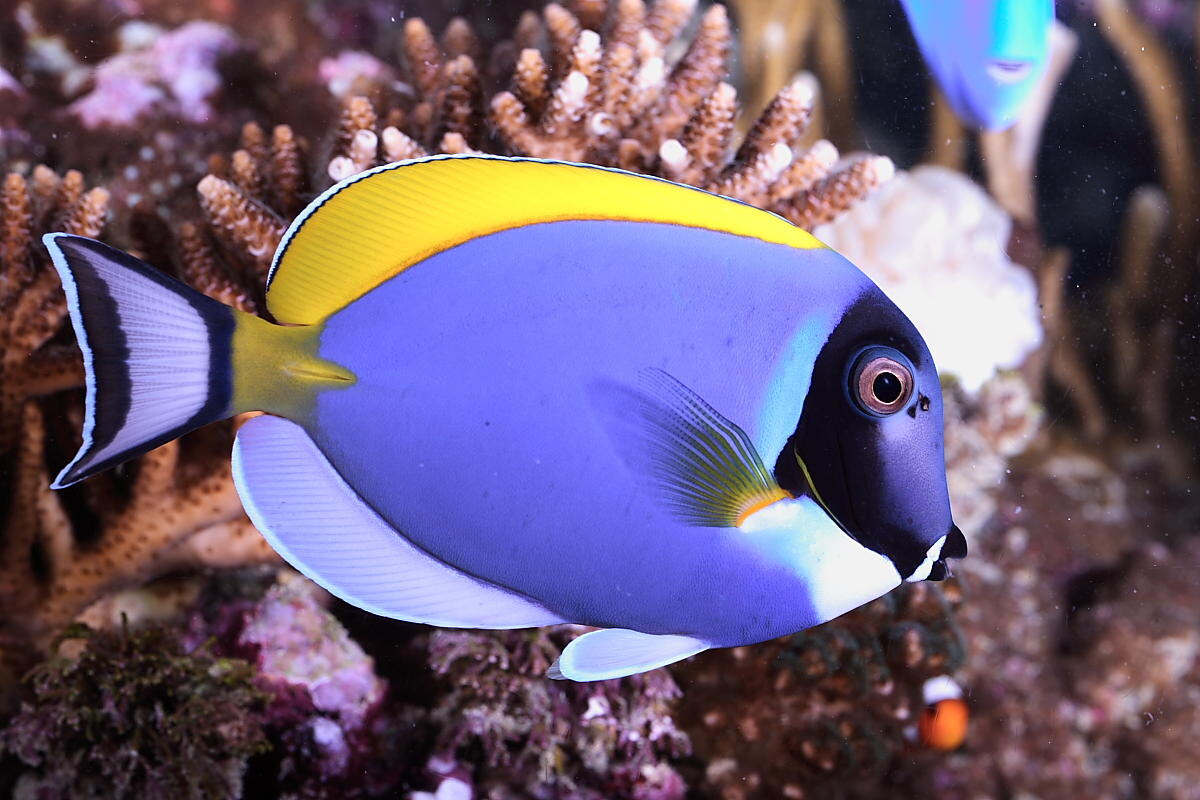 Фото с сайта: https://mixyfotos.ru/фото-рыбы-синий/