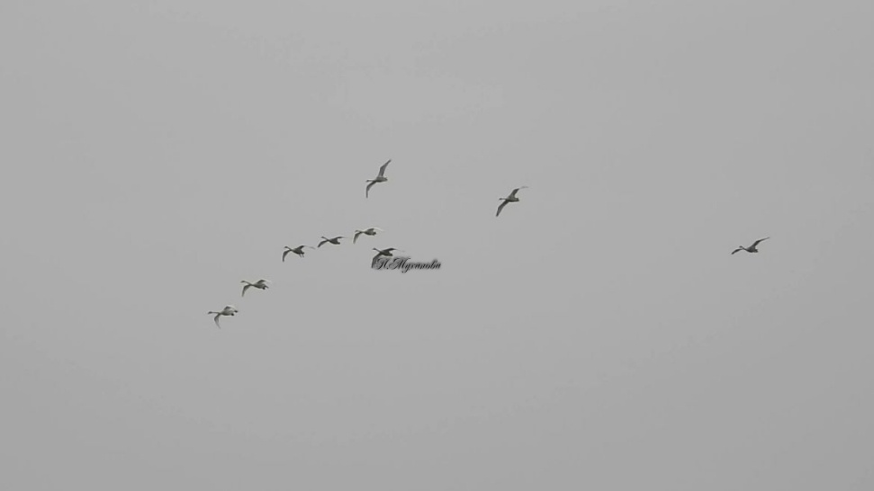 Кликуны выбирают место на пруду