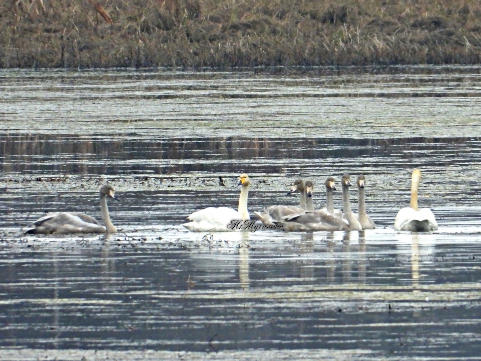 Лебеди-кликуны