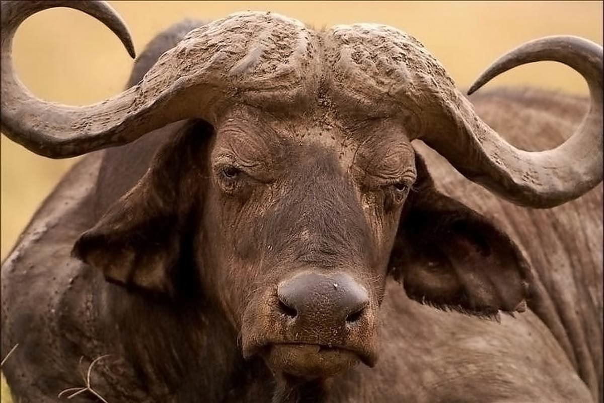 Фото с сайта: https://crosti.ru/patterns/view/2206502