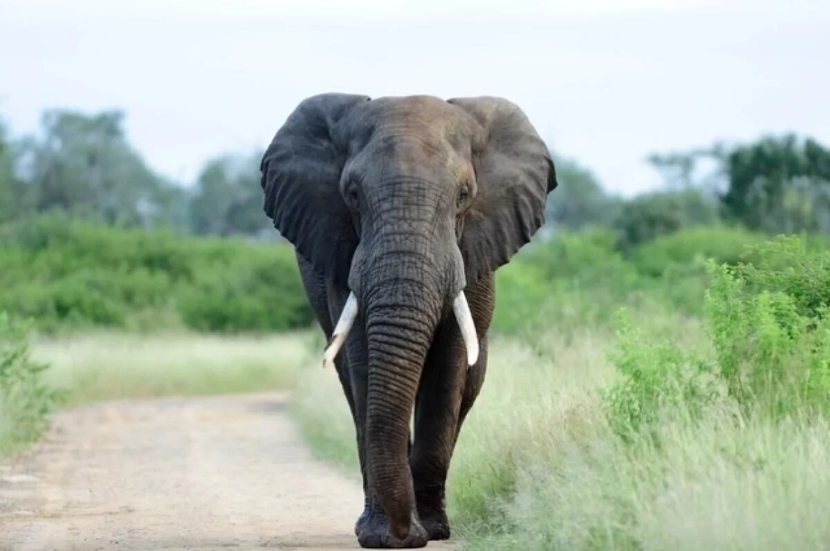    В Малайзии слон ранил лесоруба, а затем вернулся через день и убил его