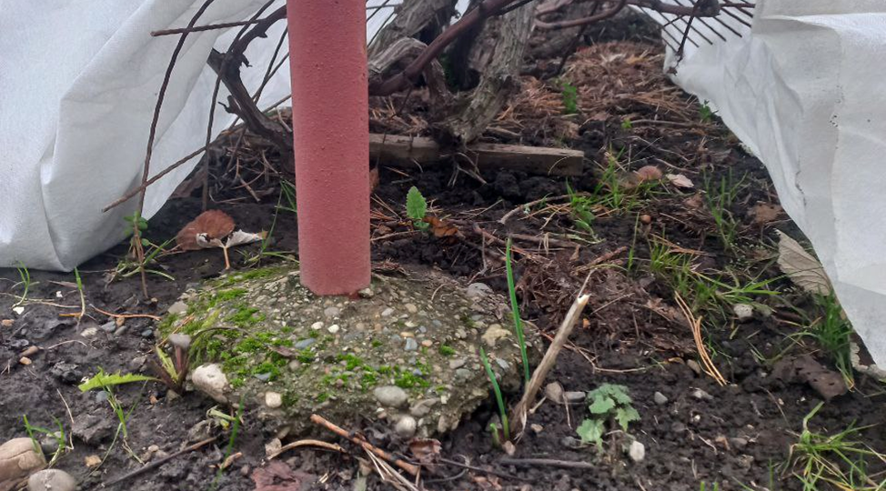 Укрытие кустов винограда в условиях средней полосы России (Татарстан)