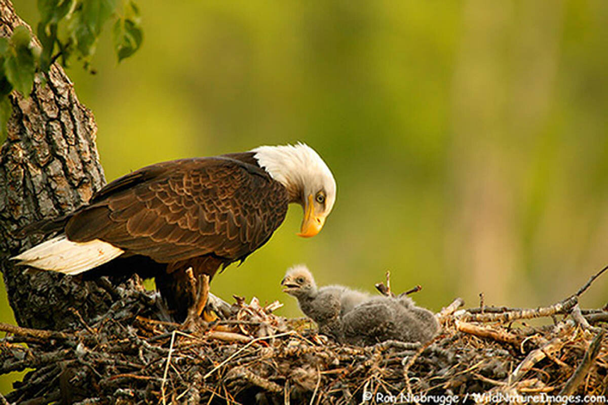 Фото с сайта: https://www.jigidi.com/solve/gxev1c8y/nesting-bald-eagle-alaska/