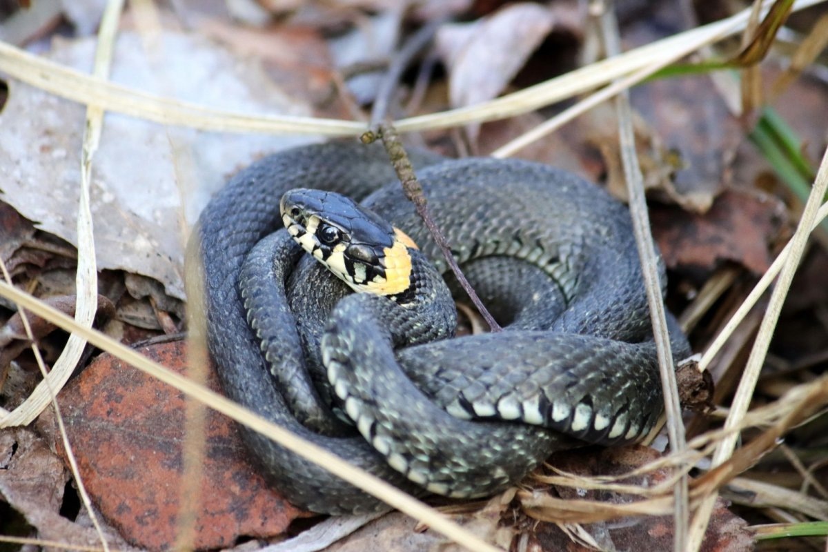 Фото с сайта: https://logoslab.ru/full_img/zmeja-gadjuka-kartinki/19