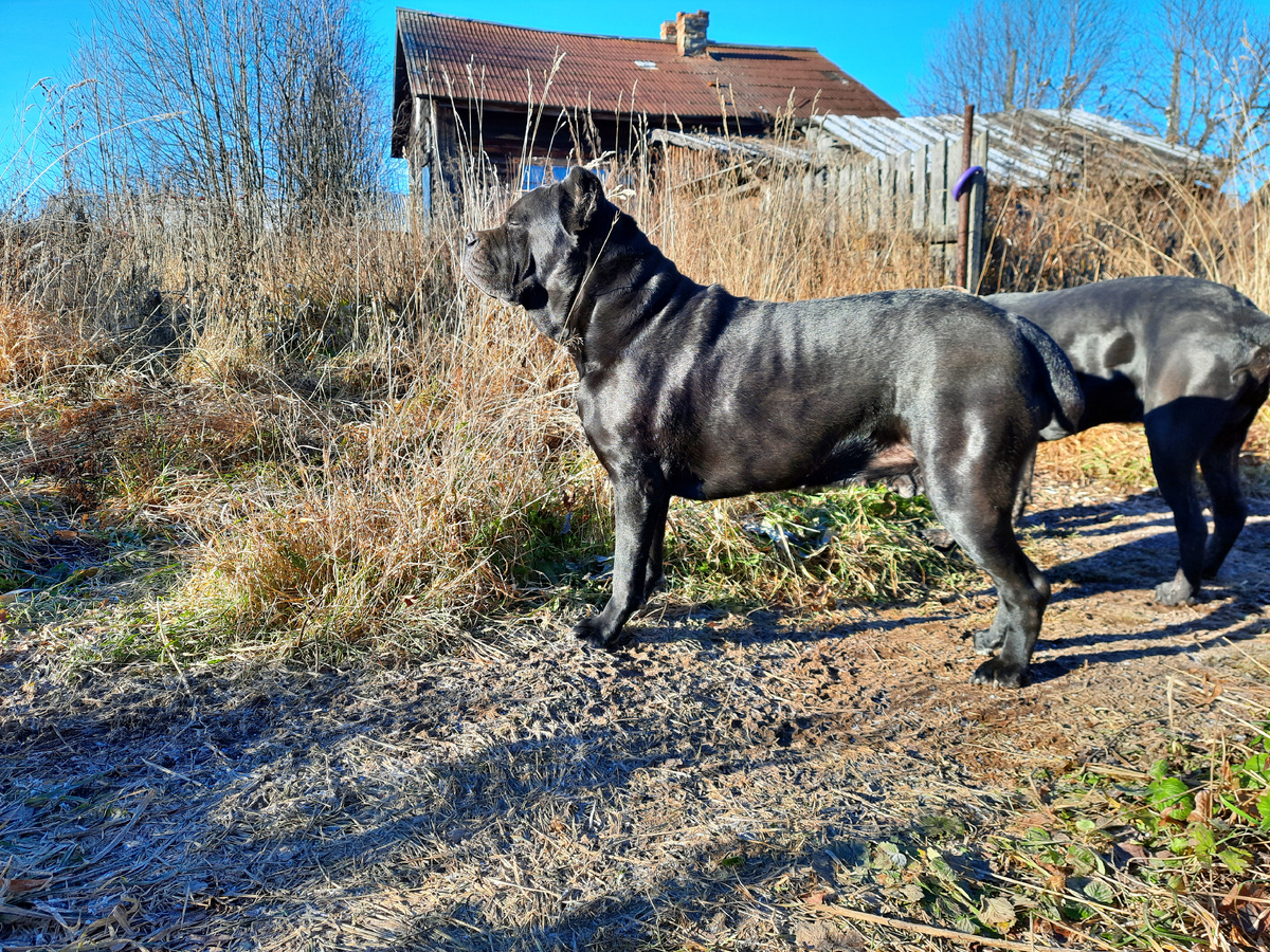 Мои верные спутники на прогулках