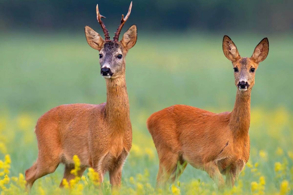 Фото с сайта: https://razrisyika.ru/img/cat-kosulya-6369