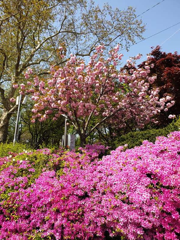 Цветущие дикие вишни и азалии на улицах Сеула