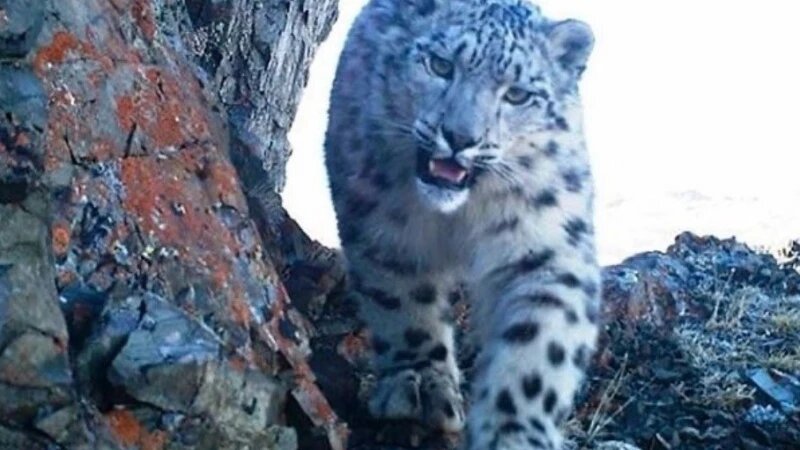     Республика Алтай празднует День Горного Алтая среди живописных вершин и зеленых долин. И. Труханов, Д. Маликов, М. Хамутова, А. Ковалева, Р. и Т. Воробьевы