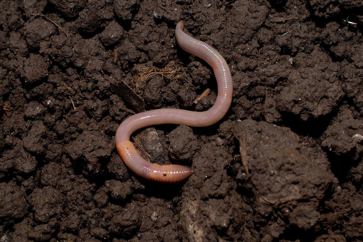 Фото с сайта: https://www.independent.co.uk/independentpremium/how-worms-hard-soil-ants-see-b2020507.html