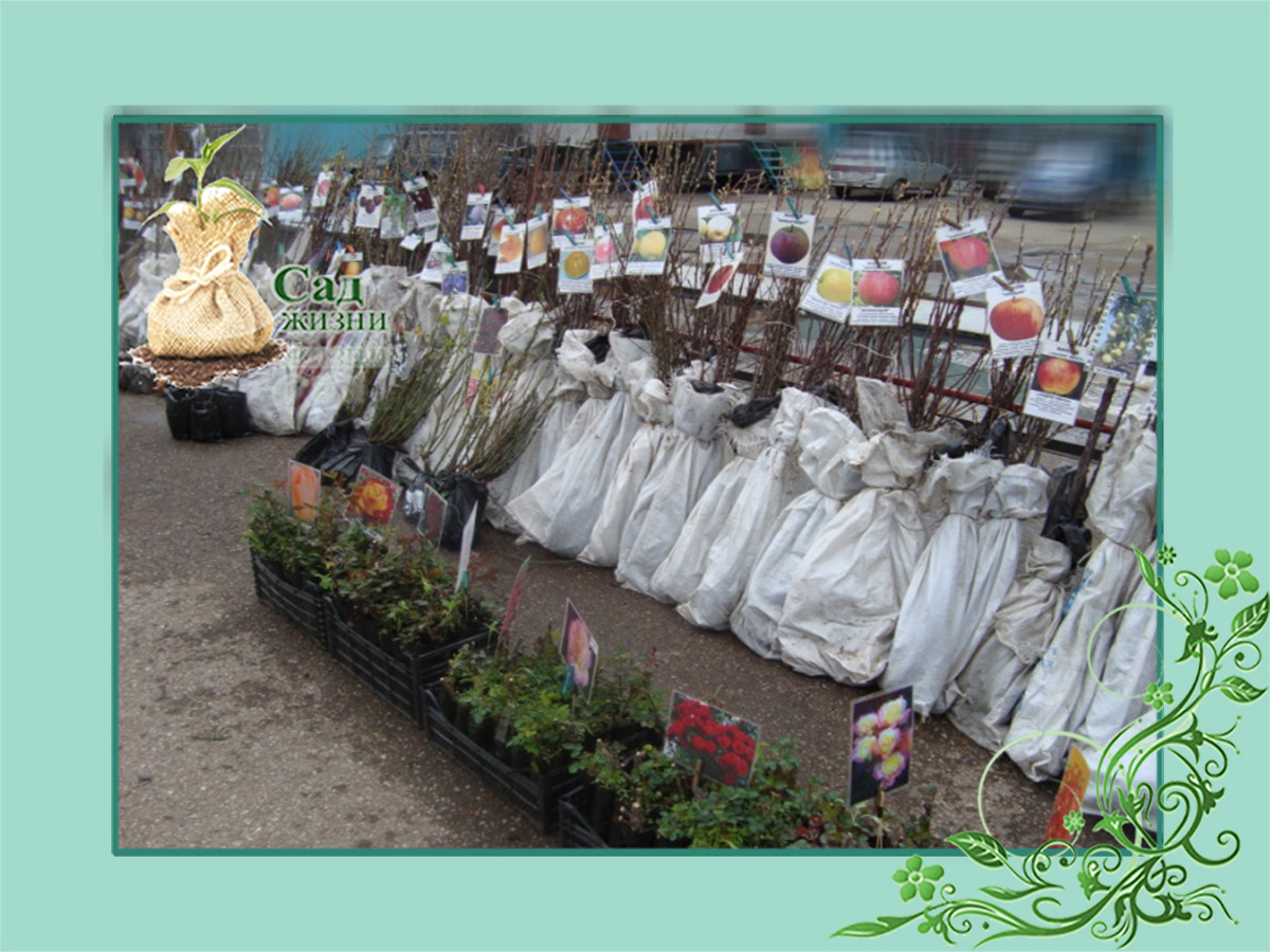 Сроки посадки саженцев и рассады многолетников