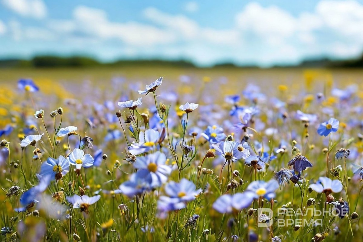   Реальное время / realnoevremya.ru