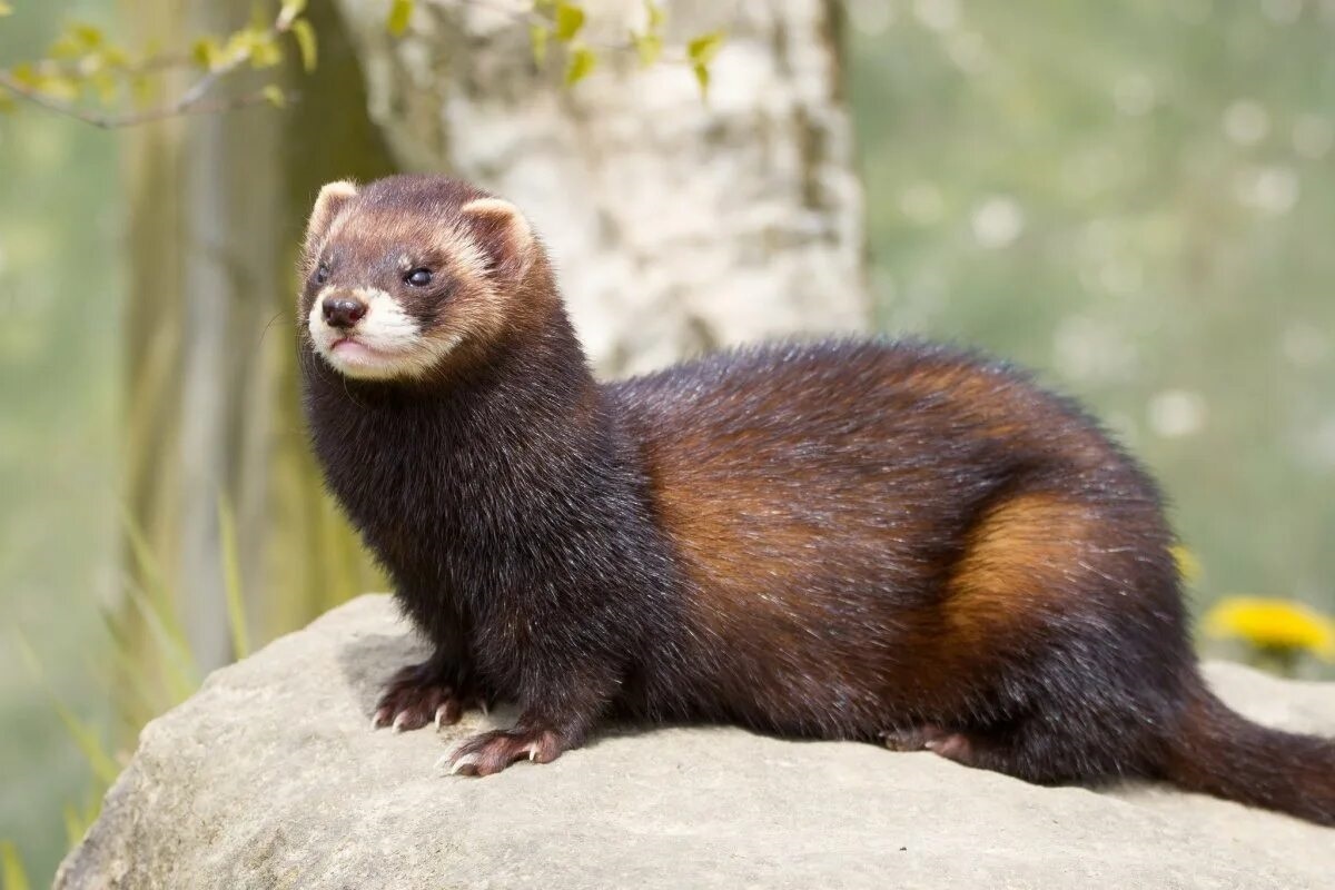 Фото с сайта: https://animals.pibig.info/48725-lesnoj-obyknovennyj-horek.html