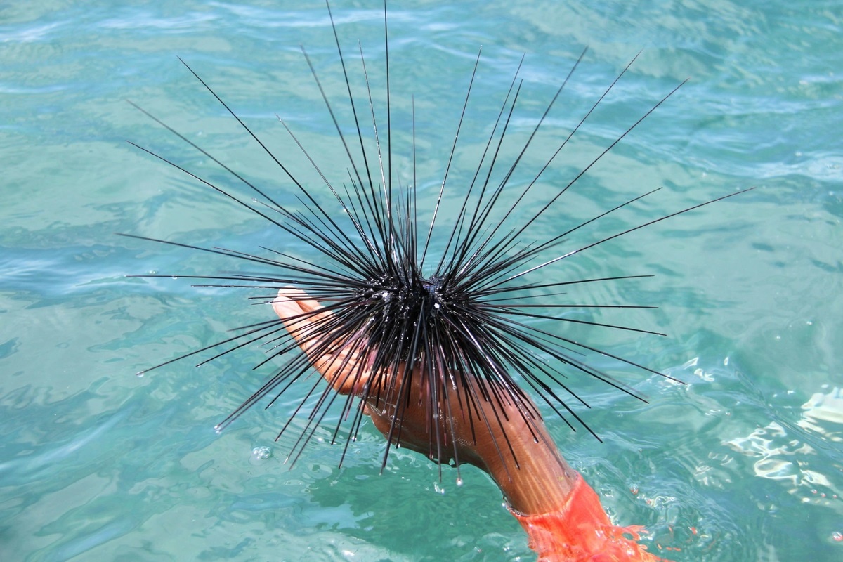 Фото с сайта: https://m.fishki.net/4746338-pochemu-v-tailande-nelyzja-kupatysja-nochyju-i-v-dozhdy.html