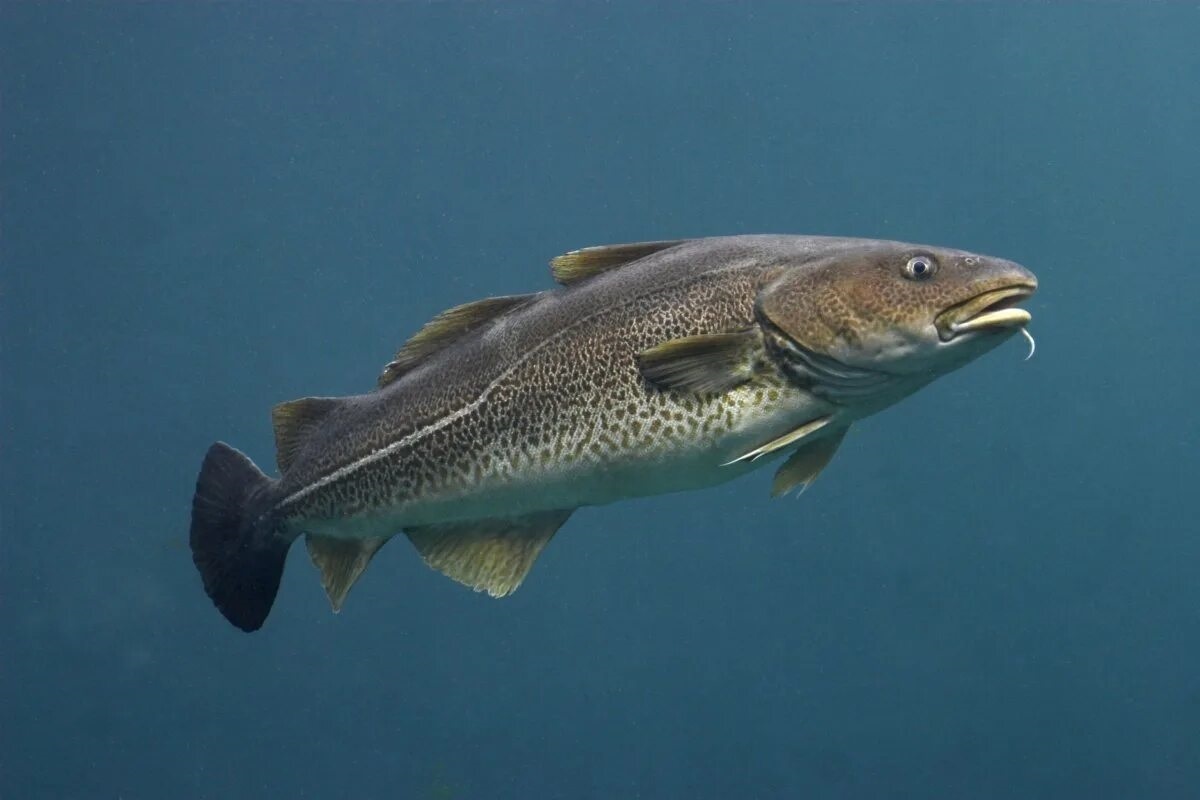 Фото с сайта: https://animals.pibig.info/4528-severnaja-ryba.html