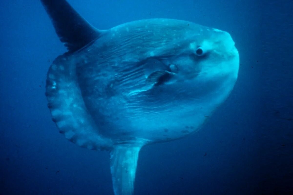 Фото с сайта: https://dreamgo.pl/typ-podrozy-zwiedzaj/nurkowanie-w-egzotycznych-miejscach/malediwy-nurkowanie/?_escaped_fragment_=