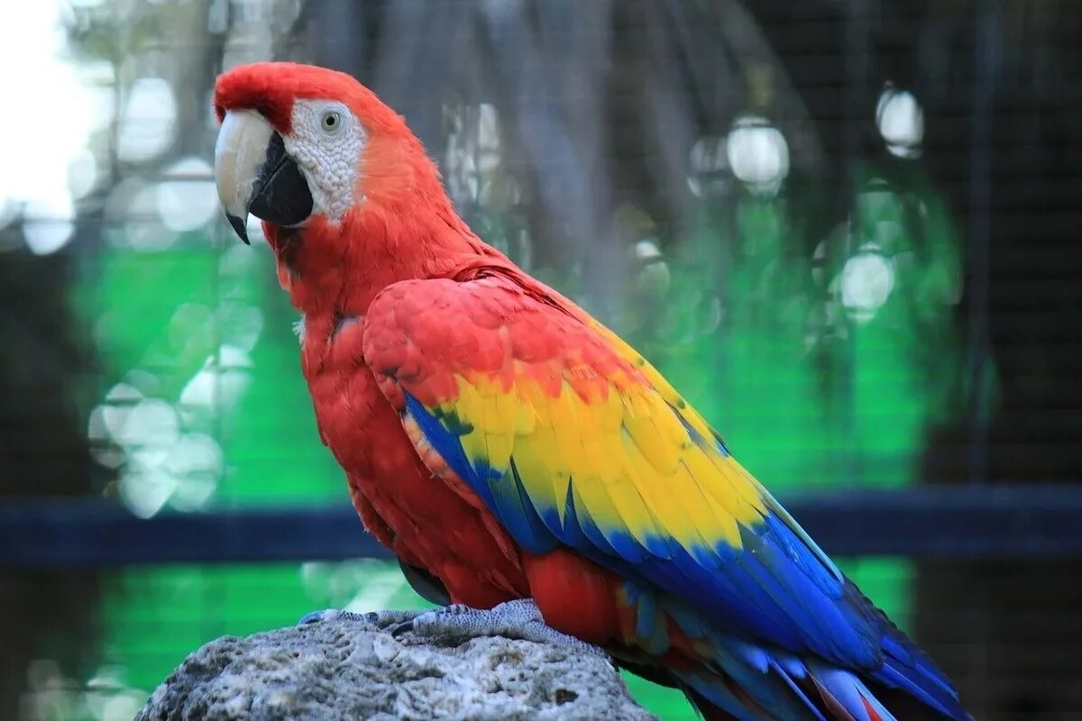 Фото с сайта: https://evcil.pet/ara-macaw-papagani/
