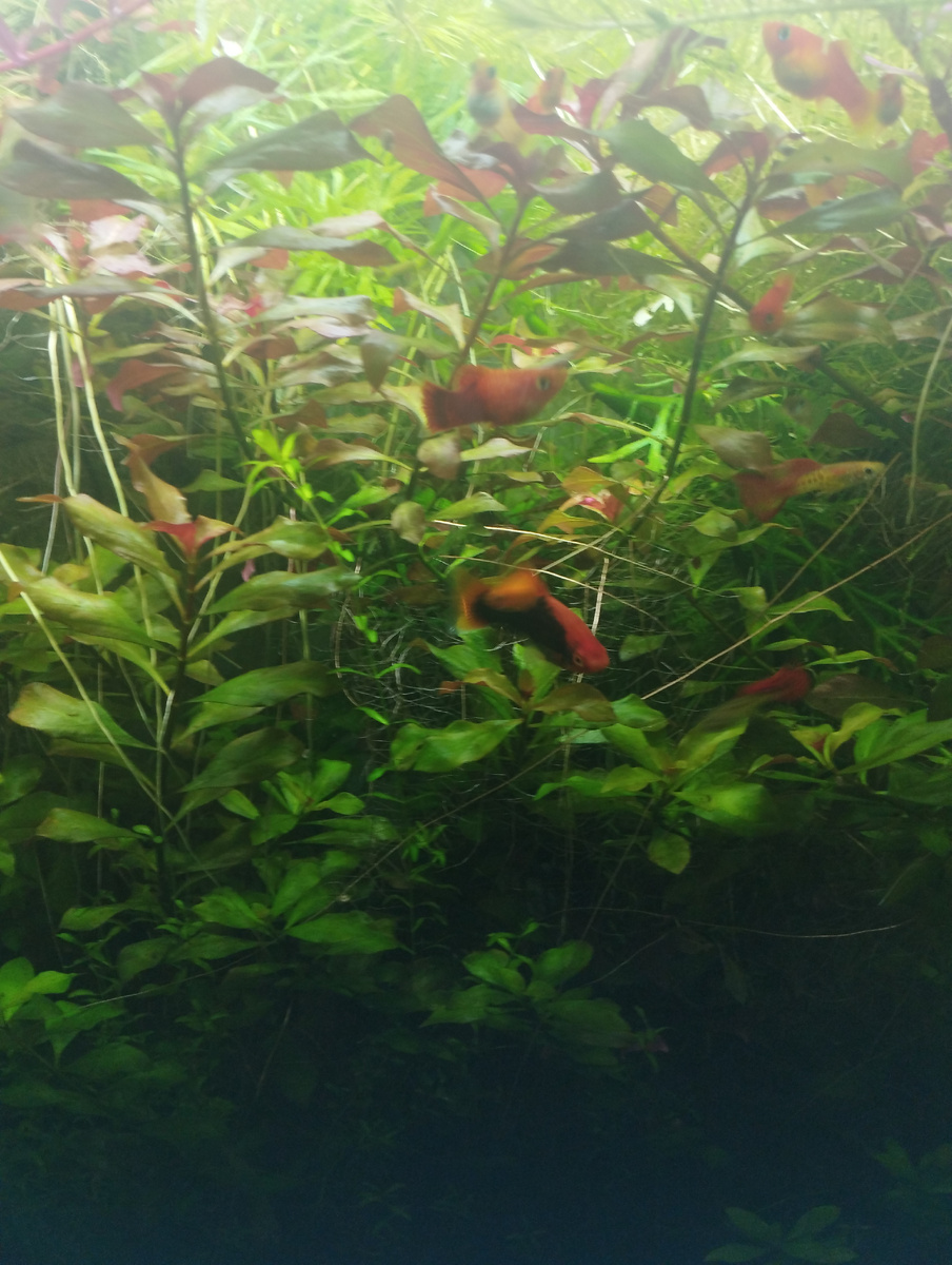 Рыбки летают как пестрые попугайчики в южных лесах