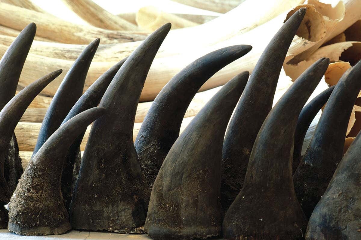 Фото с сайта: https://www.newscientist.com/article/2107032-world-must-resist-pressure-to-lift-ban-on-trade-in-rhino-horn/