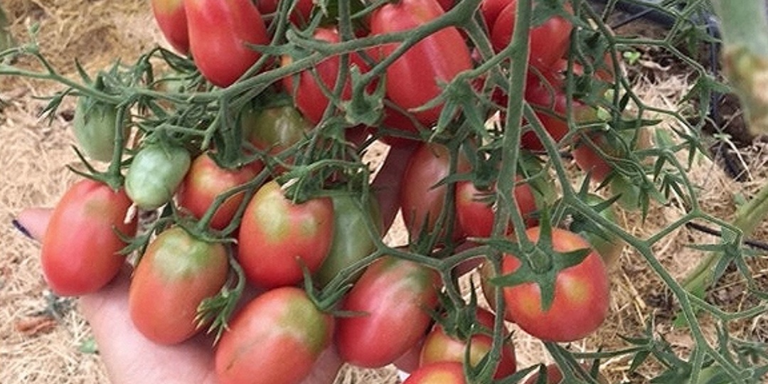 Высокоурожайный и неприхотливый сорт томата, который сажаю каждый год. Море томатов в кисти: супер сливка для консервирования