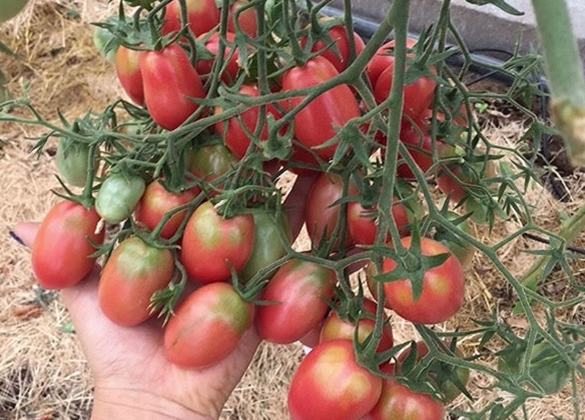 Высокоурожайный и неприхотливый сорт томата, который сажаю каждый год. Море томатов в кисти: супер сливка для консервирования