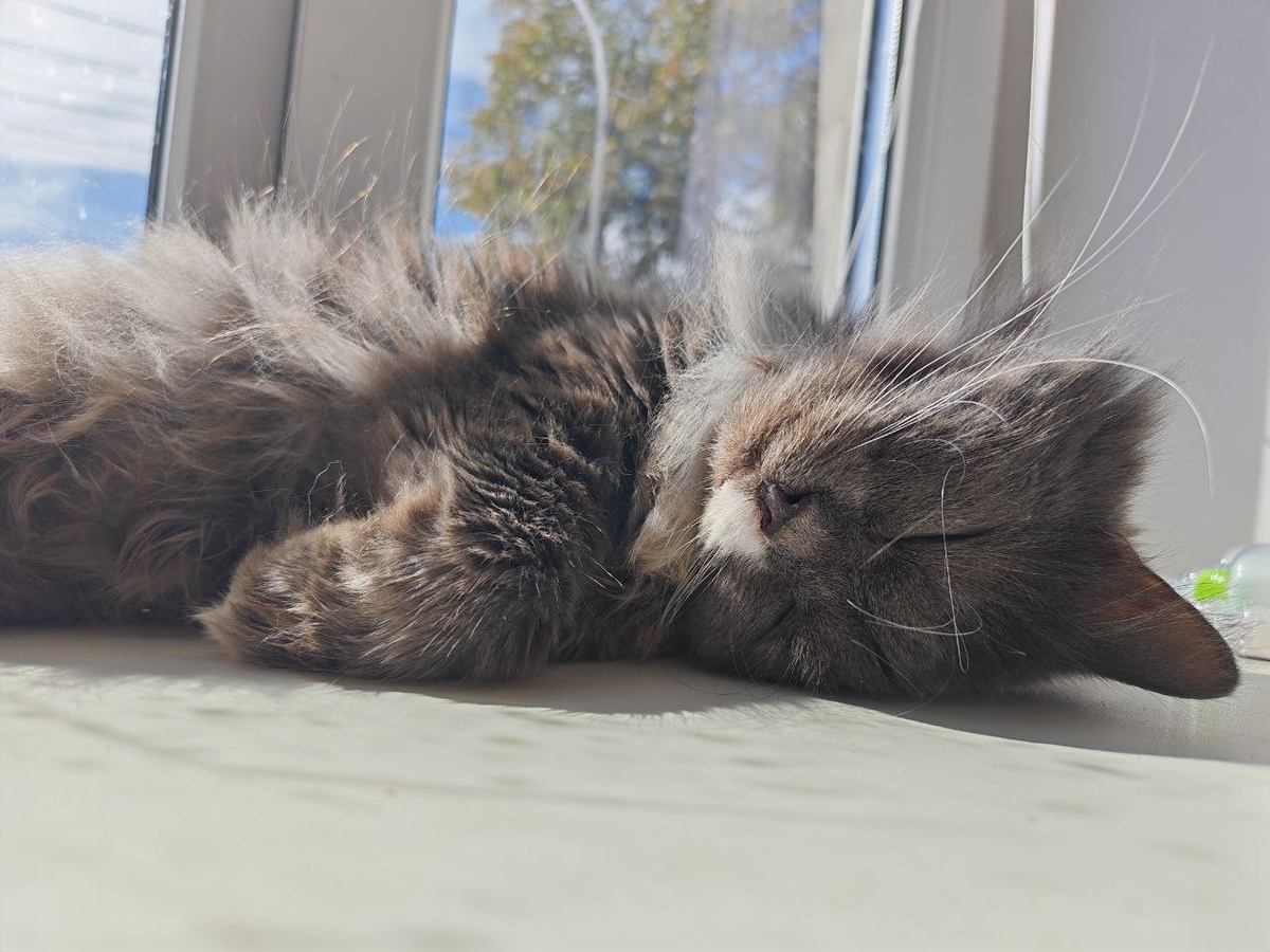 Спит так, будто бы ничего жуткого в его жизни и не происходило. Фото из архива автора