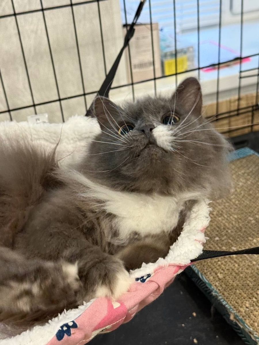 Редкой милоты и интелигентности кот, который при виде телефона... ->