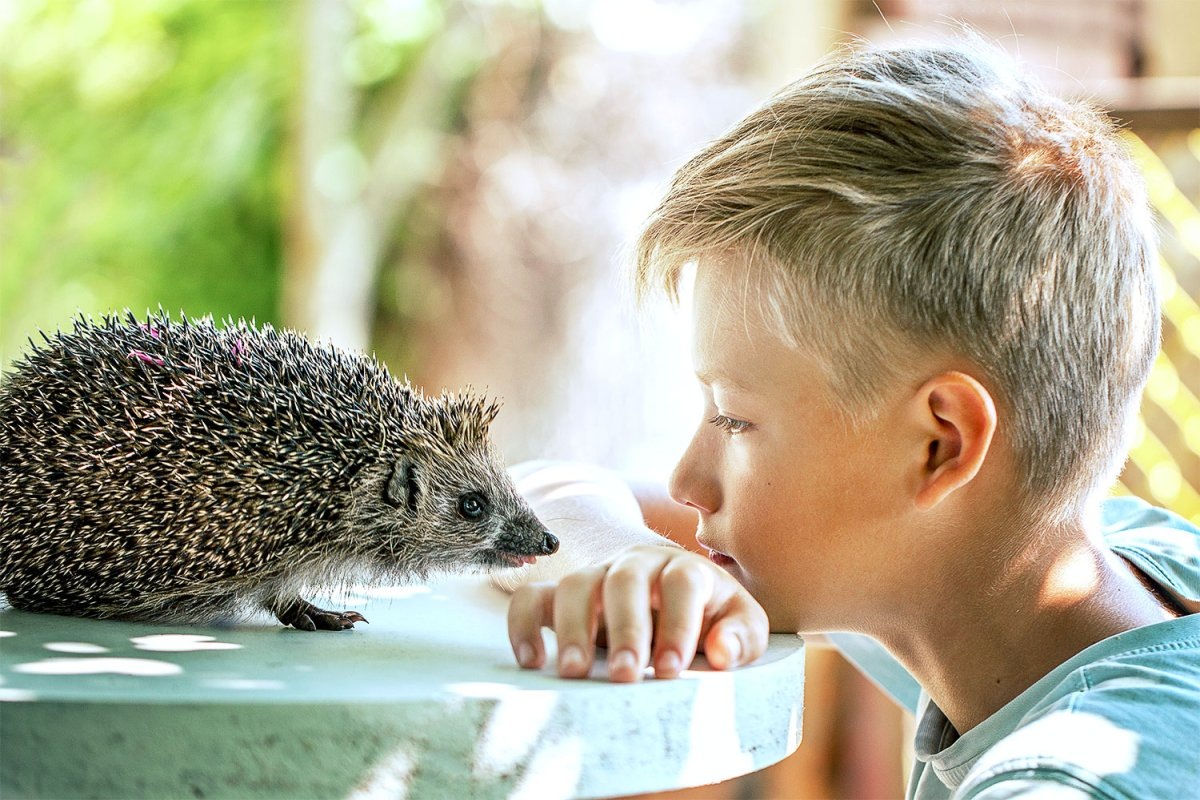 Фото с сайта: https://logoslab.ru/full_img/malchik-i-ezhik-kartinki/0