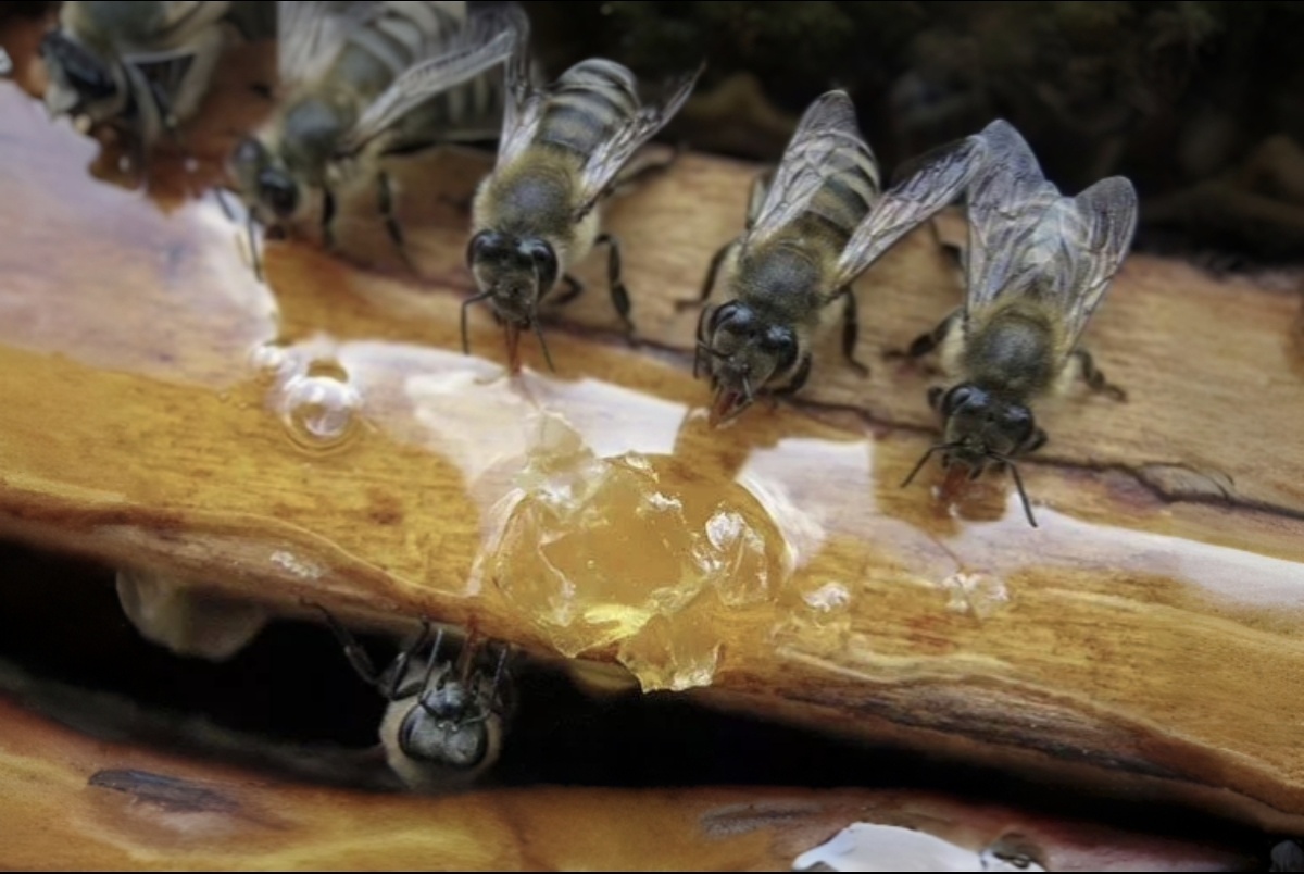 Кормление пчёл