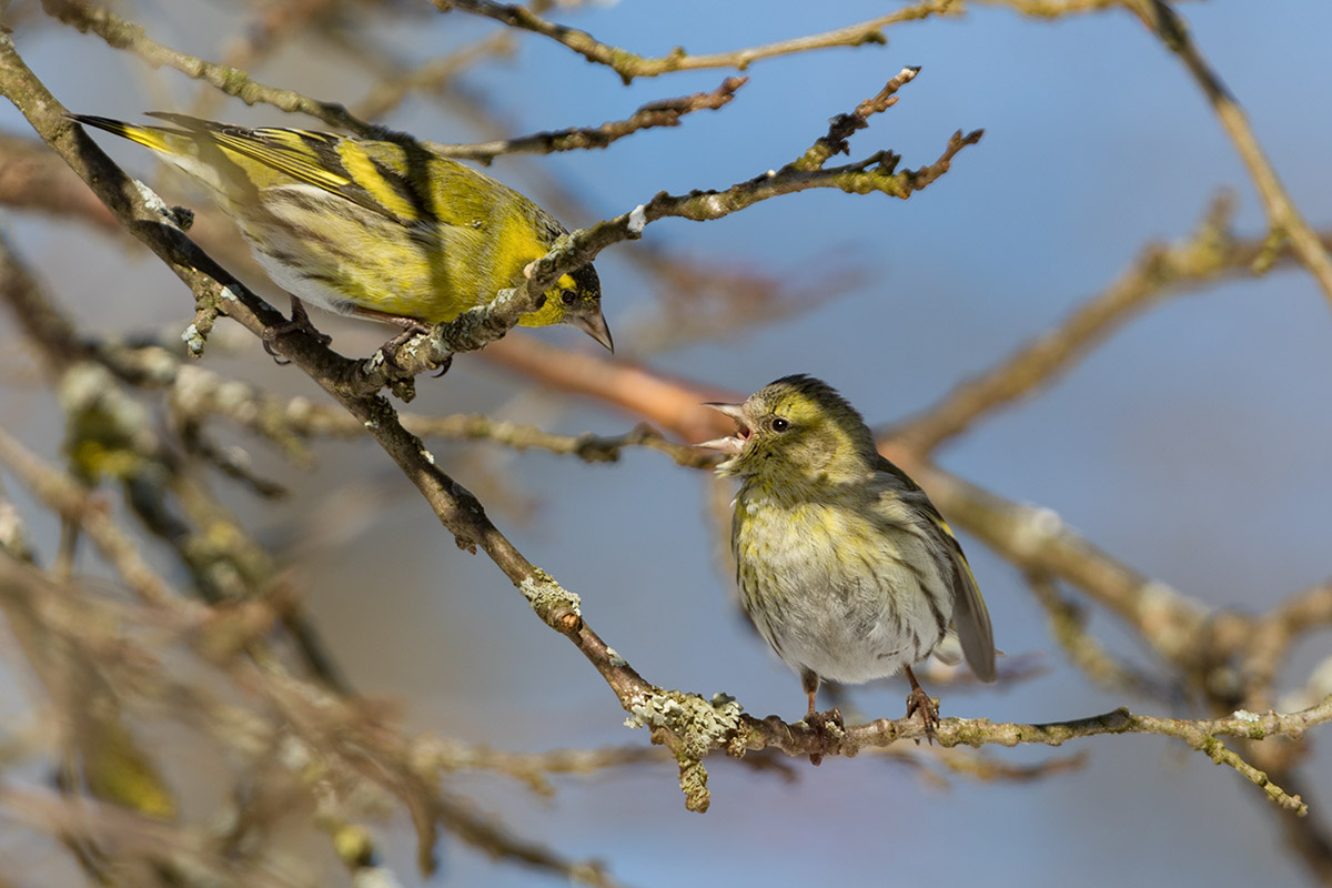 Фото с сайта: https://krahel.livejournal.com/127017.html