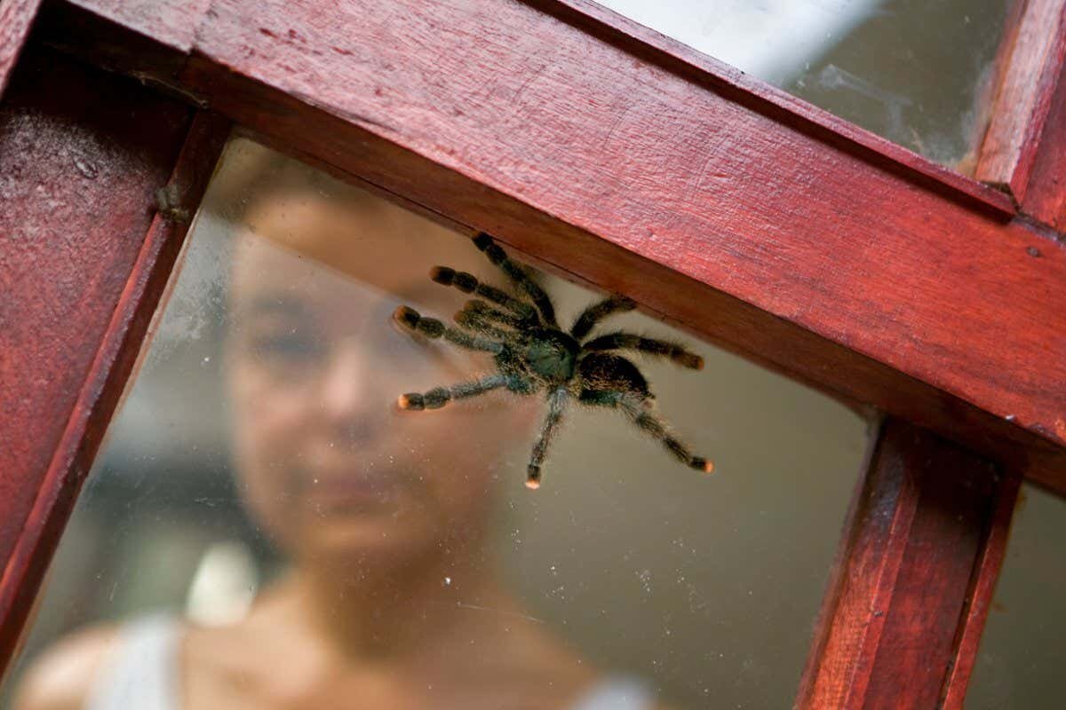 Фото с айта: https://www.newscientist.com/lastword/mg25634202-200-do-spiders-survive-if-thrown-from-a-height-out-of-a-window/
