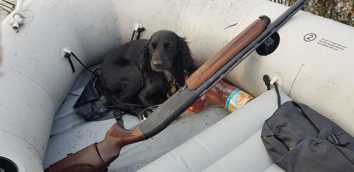 учебная собака...