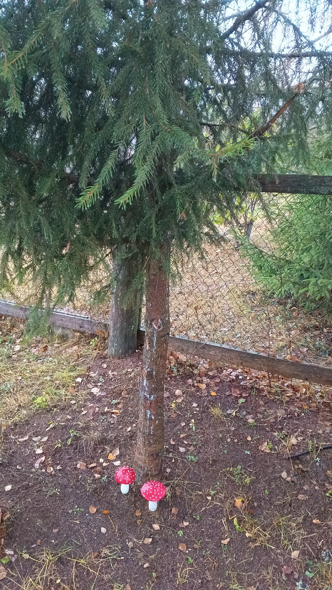 фото автора: снимок сделан сейчас, я в гостях у мамы с сестрой и ее сыном