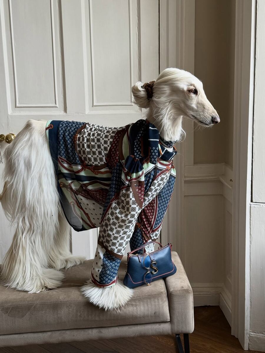 Источник: @afghanhoundinthecity