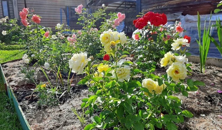    Фото: Лукьянов Дмитрий, AgroXXI.ru