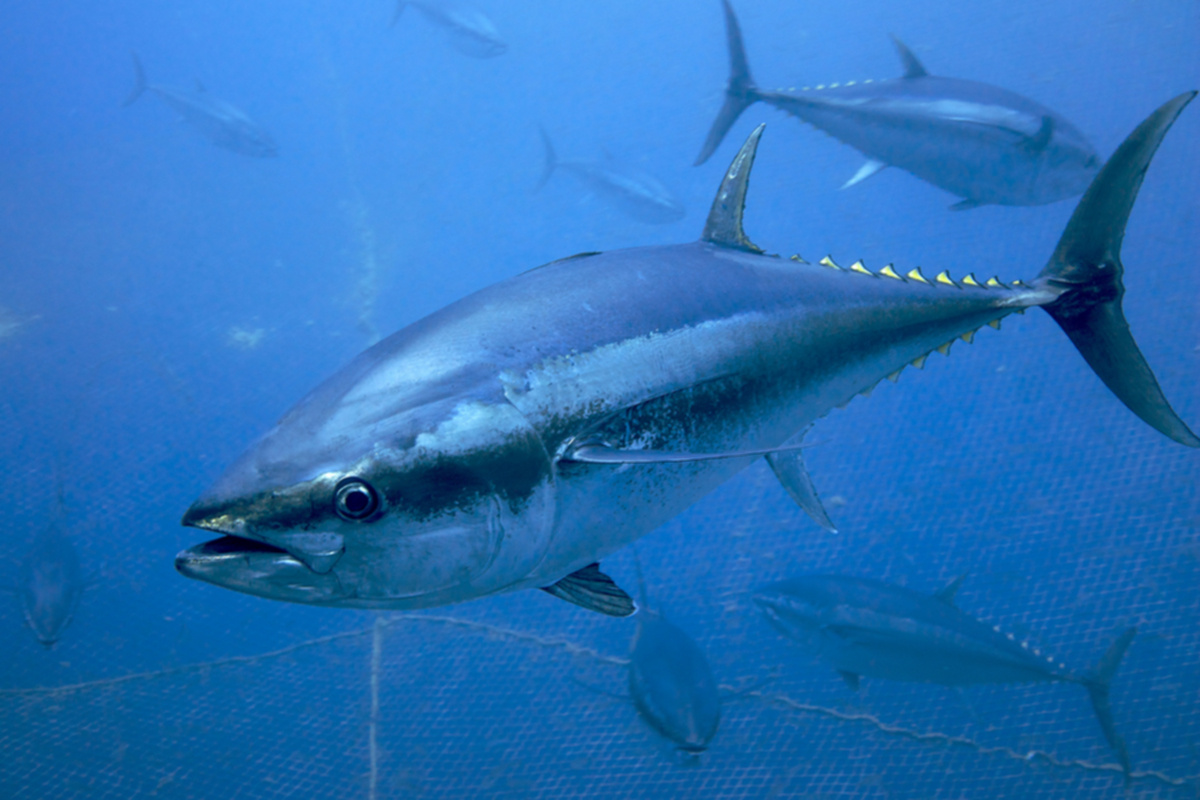 Фото с сайта: https://www.yesilodak.com/atlas-okyanusu-kendiliginden-iyilesiyor-