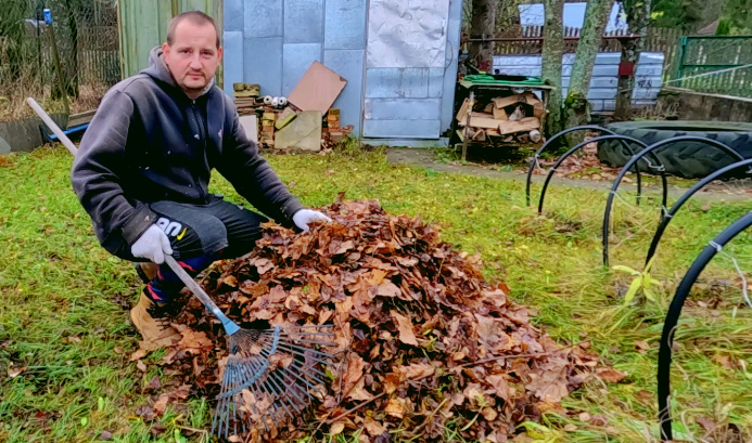 Собираю опавшие листья веерными граблями