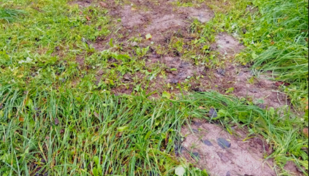 В прошлом году не собрал листья и вот результат