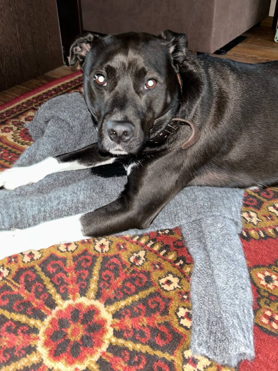 Мохнатый ребенок нашел игрушку