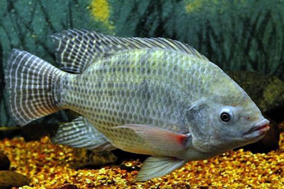 Фото с сайта: https://creatrip.com/vi/blog/10737?page=1&travel_city=9