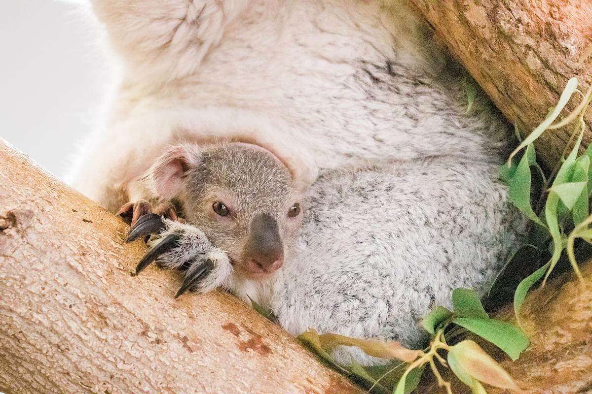 Фото с айта: https://www.yahoo.com/video/florida-zoo-koala-joey-emerges-185330949.html