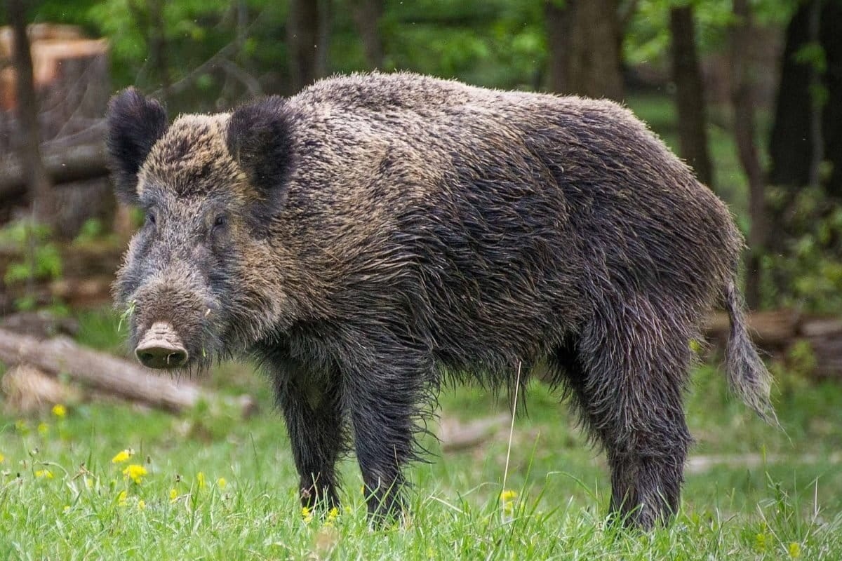 Фото с сайта: https://news.mongabay.com/video/2021/08/the-most-widespread-pig-species-on-earth-wild-boar-candid-animal-cam/