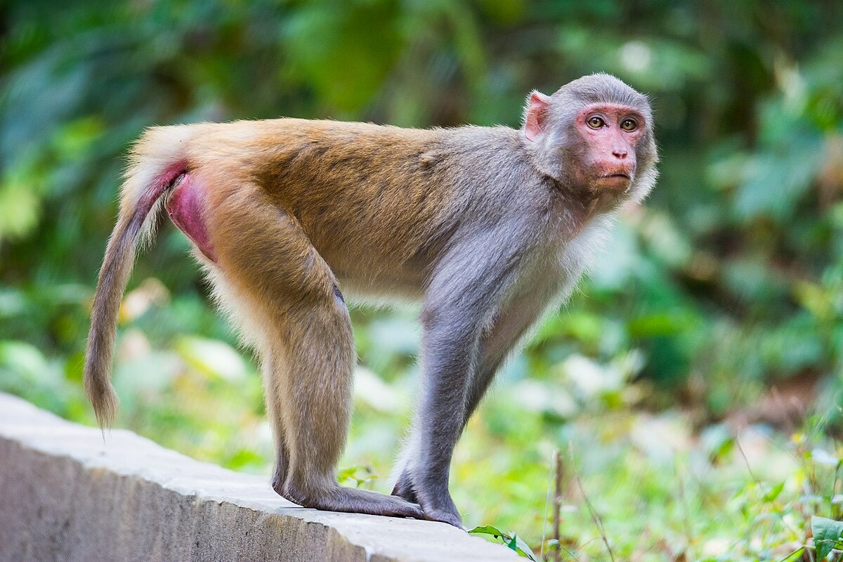Фото с сайта: https://en.wikipedia.org/wiki/File:Rhesus_Macaque_monkey_the_look.jpg
